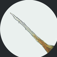 Pseudocrossidium crinitum