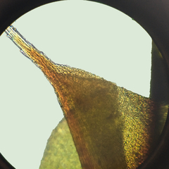 Pseudocrossidium crinitum