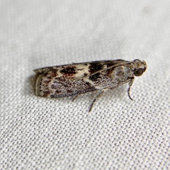 Cryptoblabes adoceta