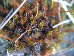 Pseudocrossidium crinitum