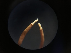 Pseudocrossidium crinitum