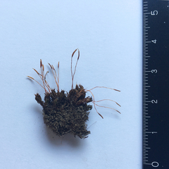 Pseudocrossidium crinitum