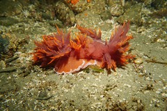 Dendronotus iris