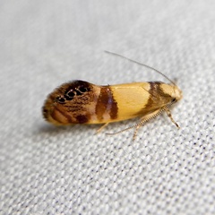 Eupselia callidyas