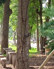 Sciurus stramineus
