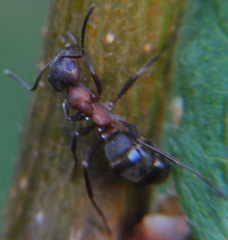Formica sanguinea