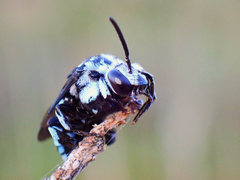 Thyreus caeruleopunctatus