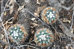 Mammillaria magnimamma