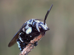 Thyreus caeruleopunctatus