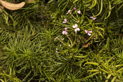 Stylidium adnatum