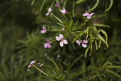 Stylidium adnatum