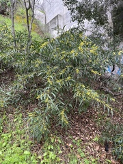 Acacia longifolia
