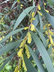 Acacia longifolia