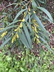 Acacia longifolia