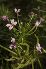 Stylidium adnatum