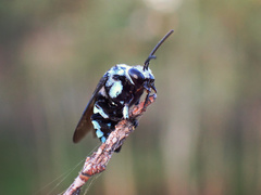 Thyreus caeruleopunctatus