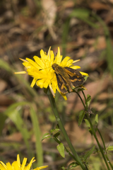 Taractrocera papyria agraulia