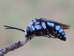 Thyreus caeruleopunctatus