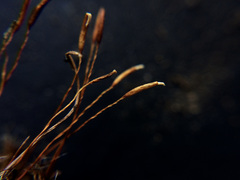 Pseudocrossidium crinitum