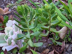 Sedum praealtum
