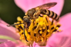 Halictus scabiosae