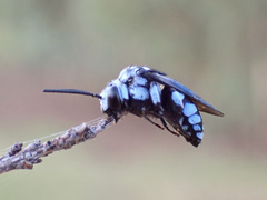 Thyreus caeruleopunctatus