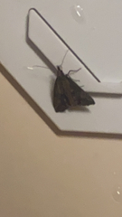 Hypena scabra
