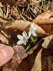 Claytonia virginica