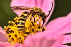 Halictus scabiosae