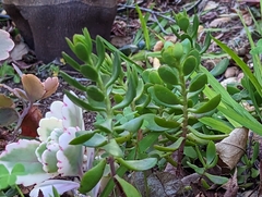 Sedum praealtum