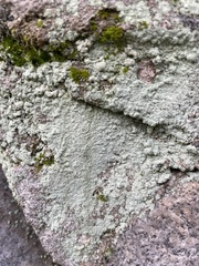 Xanthoparmelia cumberlandia