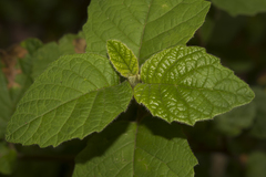 Trymalium odoratissimum