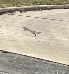 Sciurus carolinensis
