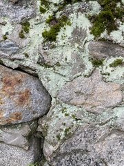 Xanthoparmelia cumberlandia