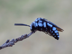 Thyreus caeruleopunctatus