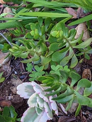 Sedum praealtum
