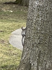 Sciurus carolinensis