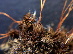 Pseudocrossidium crinitum