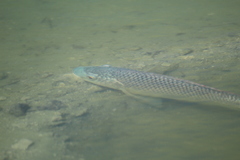 Oreochromis aureus
