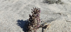 Aphyllon cooperi cooperi