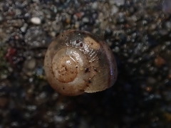 Helminthoglypta