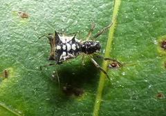 Micrathena picta