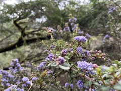 Ceanothus gloriosus exaltatus