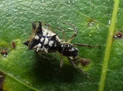 Micrathena picta