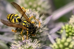 Polistes dominula