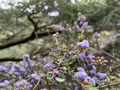 Ceanothus gloriosus exaltatus