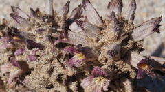 Aphyllon cooperi cooperi