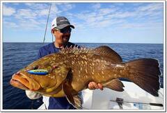 Epinephelus marginatus