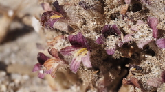 Aphyllon cooperi cooperi