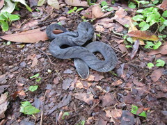 Erythrolamprus typhlus